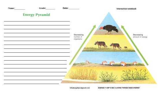 SCIENCE-5-CHP-7-Energy-pyramid