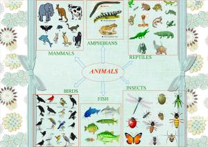 kinds of animals
