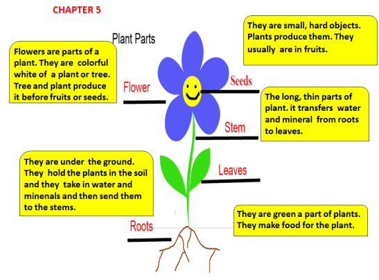 chapter5-plants